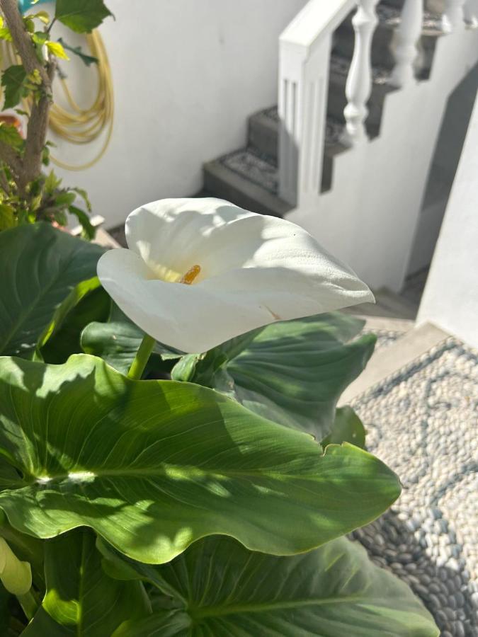 New Lindos Studio 45 Renovated 외부 사진